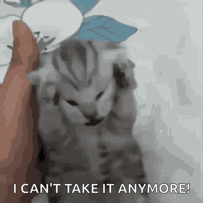 A Kitten Is Being Held By A Person And Says I Can 'T Take It Anymore ! GIF