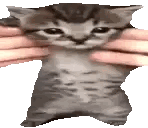 A Kitten Is Being Held By A Person 'S Hands And Looking At The Camera . Sticker