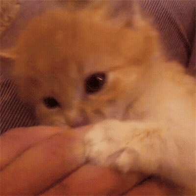 A Kitten Is Being Held In Someone 'S Hand And Looking At The Camera GIF