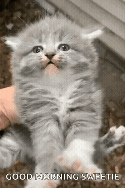 A Kitten Is Being Held In Someone 'S Hand And Says Good Morning Sweetie On The Bottom . GIF