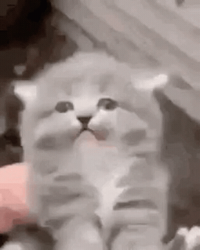 A Kitten Is Being Petting By A Person 'S Hand . GIF