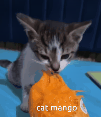 A Kitten Is Eating A Slice Of Mango With The Words Cat Mango Written Below It GIF