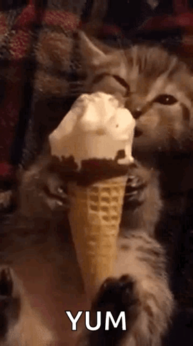 A Kitten Is Eating An Ice Cream Cone On A Blanket . GIF
