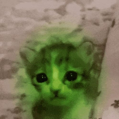 A Kitten Is Glowing Green In The Dark GIF