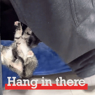 A Kitten Is Hanging Upside Down With The Words Hang In There Below It GIF