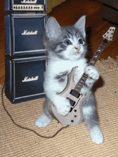 A Kitten Is Holding A Guitar In Front Of A Stack Of Marshall Amplifier Speakers GIF