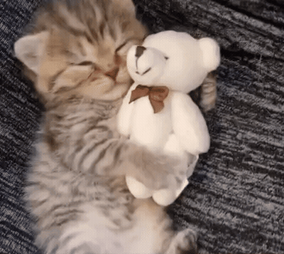 A Kitten Is Hugging A Teddy Bear On A Couch . GIF