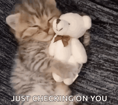 A Kitten Is Hugging A Teddy Bear While Sleeping On A Bed . GIF