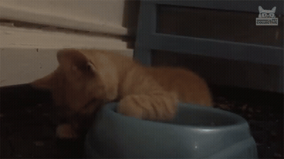 A Kitten Is Laying In A Blue Bowl Of Food On The Floor . GIF