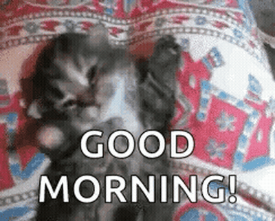 A Kitten Is Laying On A Bed And Saying Good Morning . GIF