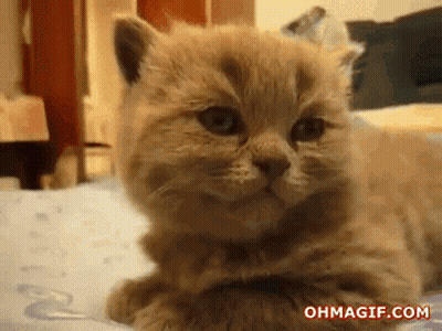 A Kitten Is Laying On A Bed And The Website Ohmagif.com Is Displayed Below It GIF