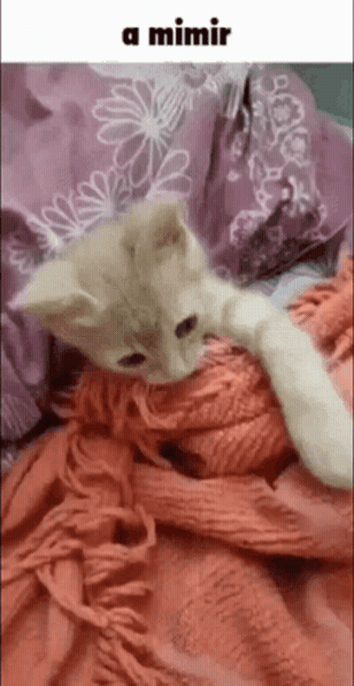 A Kitten Is Laying On A Bed With A Blanket And A Pillow . GIF