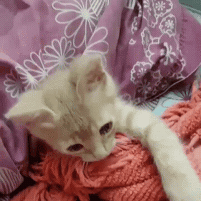 A Kitten Is Laying On A Bed With A Pink Blanket And A Pink Pillow . GIF