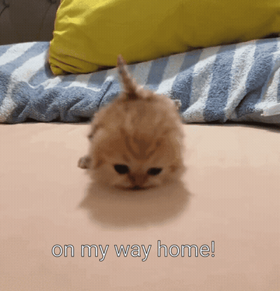 A Kitten Is Laying On A Bed With The Words On My Way Home Written Below It GIF
