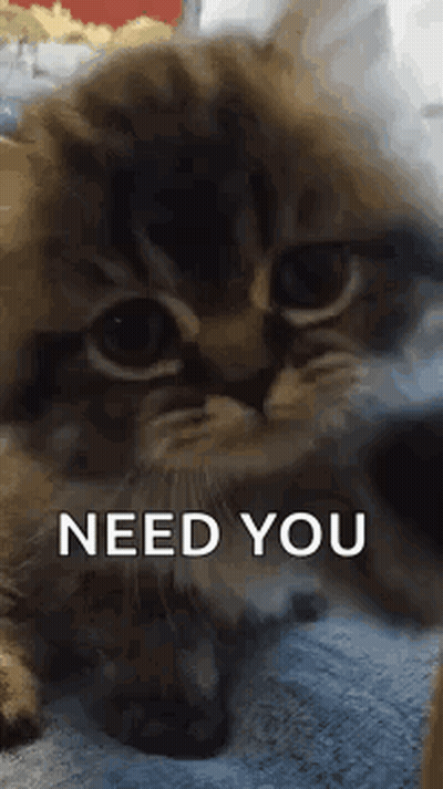 A Kitten Is Laying On A Blanket With The Words `` Need You '' Written On The Bottom . GIF