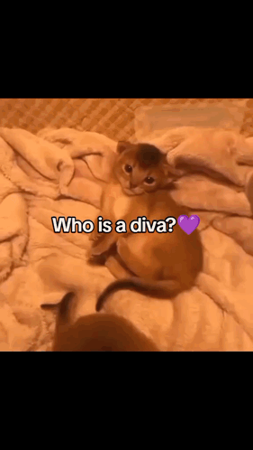 A Kitten Is Laying On A Blanket With The Words Who Is A Diva Written Above It GIF