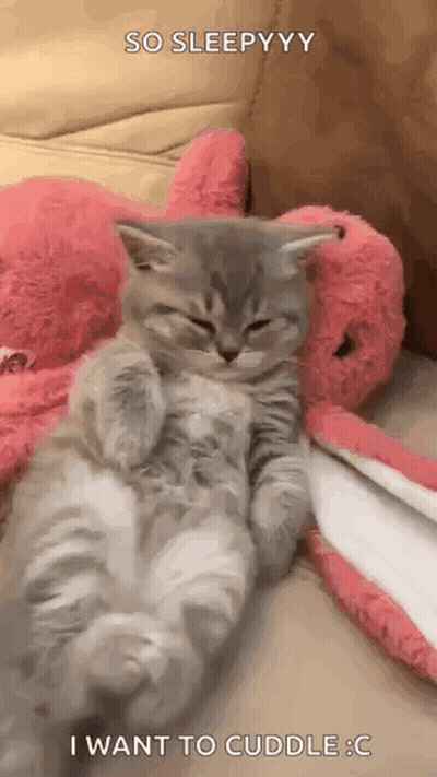 A Kitten Is Laying On A Couch Next To A Stuffed Animal And A Blanket . GIF