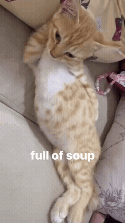 A Kitten Is Laying On A Couch With The Caption Full Of Soup GIF