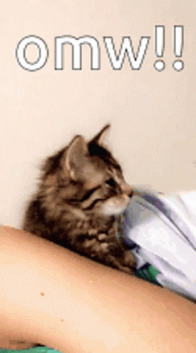 A Kitten Is Laying On A Person 'S Arm And The Word Omw Is Above It GIF