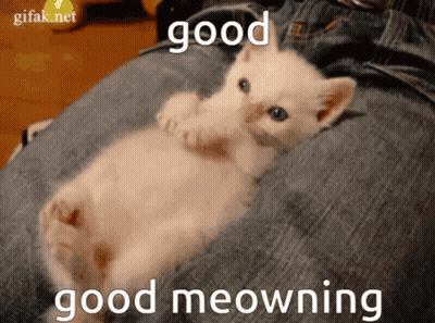 A Kitten Is Laying On A Person 'S Leg With The Words Good Good Meowning Written Below It GIF