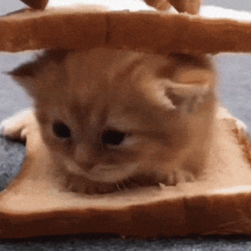 A Kitten Is Laying On A Piece Of Toast GIF