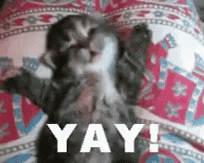 A Kitten Is Laying On A Pillow With The Words Yay Written On It . GIF