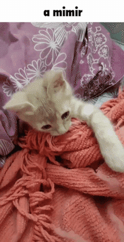 A Kitten Is Laying On A Pink Blanket With The Words A Mimir Below It GIF