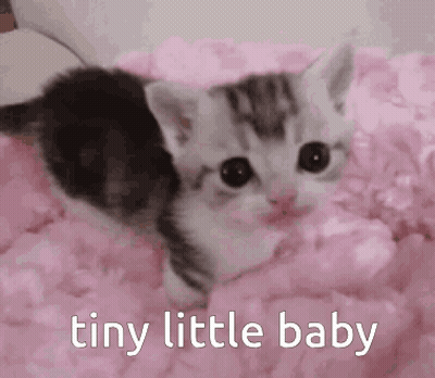 A Kitten Is Laying On A Pink Blanket With The Words `` Tiny Little Baby '' Written Below It . GIF
