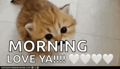A Kitten Is Laying On The Floor With The Words `` Morning Love Ya !!! '' GIF