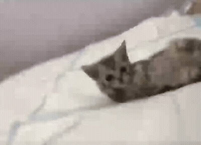 A Kitten Is Laying On Top Of A Bed With A White Blanket . GIF