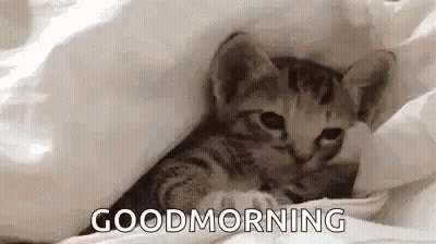 A Kitten Is Laying Under A Blanket On A Bed And Says `` Good Morning '' . GIF