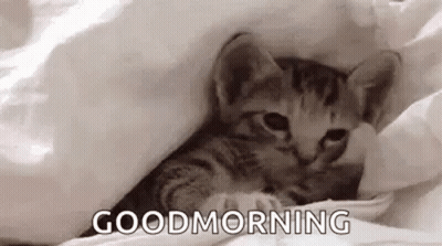 A Kitten Is Laying Under A Blanket With The Words `` Good Morning '' Written On It . GIF