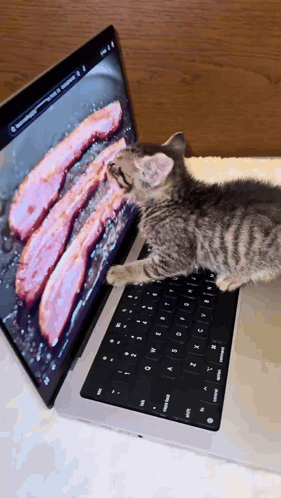 A Kitten Is Looking At A Picture Of Bacon On A Laptop Screen GIF