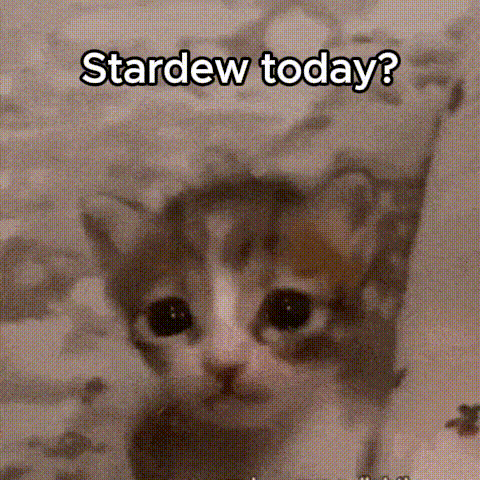 A Kitten Is Looking At The Camera With The Words `` Stardew Today ? '' Written On It . GIF