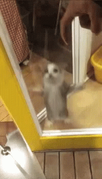 A Kitten Is Looking Out A Window With A Yellow Border GIF