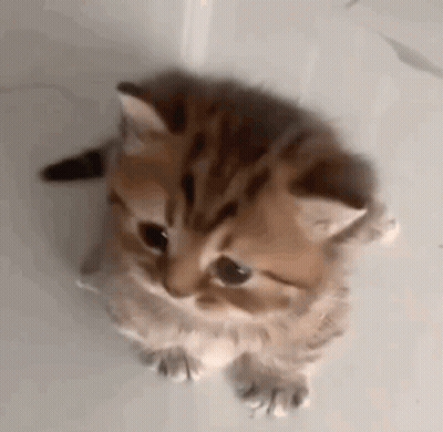 A Kitten Is Looking Up At The Camera While Sitting On A White Surface . GIF