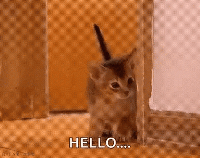 A Kitten Is Peeking Out From Behind A Door And Saying `` Hello '' . GIF