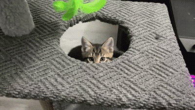 A Kitten Is Peeking Out Of A Cat Tree . GIF