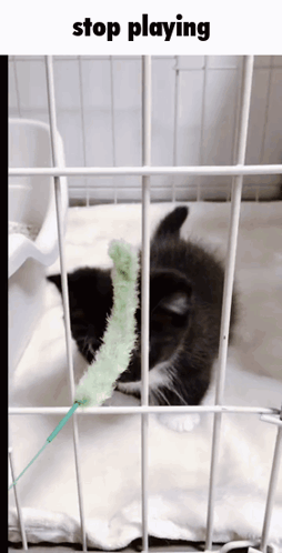 A Kitten Is Playing With A Green Toy In A Cage With The Words Stop Playing Below It GIF