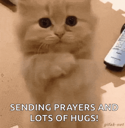 A Kitten Is Praying And Sending Prayers And Lots Of Hugs ! GIF