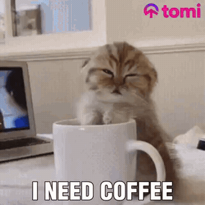 A Kitten Is Sitting In A Cup Of Coffee . GIF