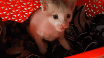 A Kitten Is Sitting In A Red Basket With A Watermark That Says ' Be A Smart Cat ' On It GIF