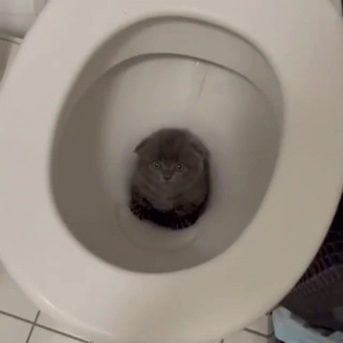A Kitten Is Sitting In A Toilet Bowl Looking At The Camera GIF
