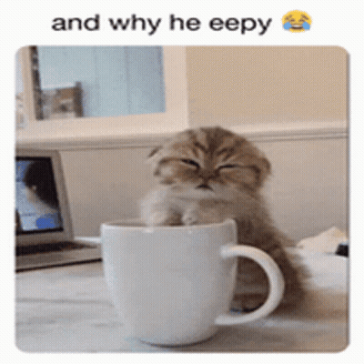 A Kitten Is Sitting In A White Coffee Cup With The Caption And Why He Eepy GIF