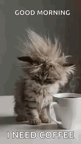 A Kitten Is Sitting Next To A Cup Of Coffee . GIF