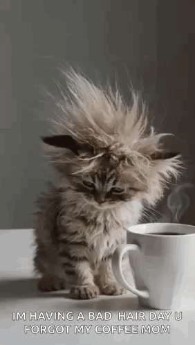 A Kitten Is Sitting Next To A Cup Of Coffee On A Table . GIF