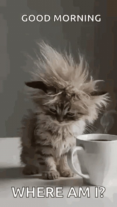 A Kitten Is Sitting Next To A Cup Of Coffee On A Table . GIF