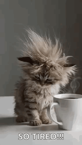 A Kitten Is Sitting Next To A Cup Of Coffee On A Table . GIF
