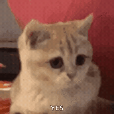 A Kitten Is Sitting On A Bed And Making A Funny Face And Saying Yes . GIF