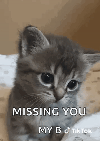 A Kitten Is Sitting On A Bed And Missing You . GIF